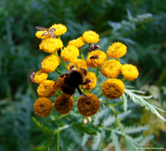 شیشا Tanacetum vulgare Chrysanthemum vulgare 2